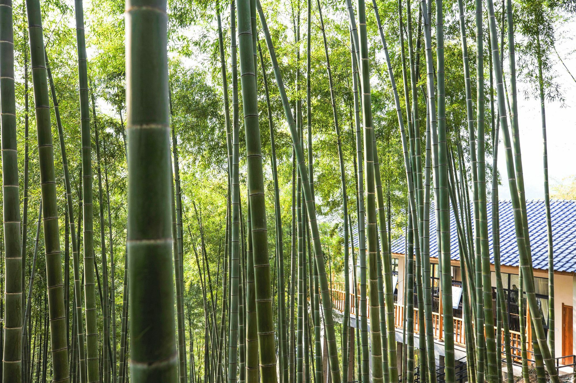 Moganshan Yinhuawu Resort Eksteriør bilde